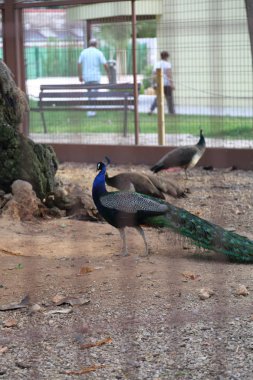 Bir tavuskuşu (peafowl) kamera üzerinde poz veriyor. Güzel egzotik kuş. Seçilen odak.
