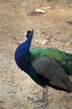 Bir tavuskuşu (peafowl) kamera üzerinde poz veriyor. Güzel egzotik kuş. Seçilen odak.