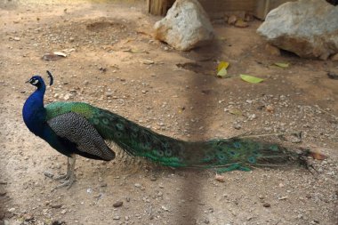 Bir tavuskuşu (peafowl) kamera üzerinde poz veriyor. Güzel egzotik kuş. Seçilen odak.