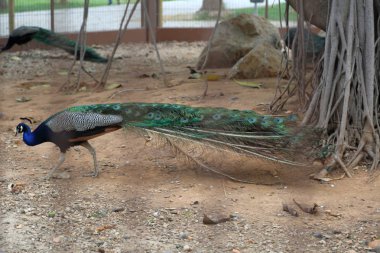 Bir tavuskuşu (peafowl) kamera üzerinde poz veriyor. Güzel egzotik kuş. Seçilen odak.