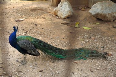 Bir tavuskuşu (peafowl) kamera üzerinde poz veriyor. Güzel egzotik kuş. Seçilen odak.