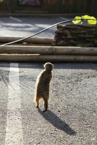 Söt Och Rolig Meerkat Standung Utomhus — Stockfoto