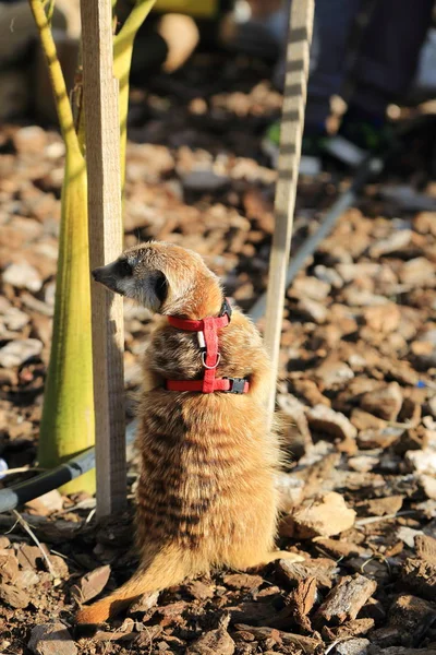 かわいいと面白いミーアキャットは 屋外に立っています — ストック写真