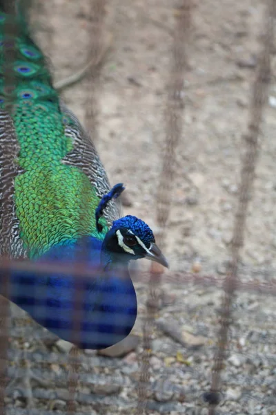 Pavo Real Búho Real Está Posando Cámara Hermoso Pájaro Exótico —  Fotos de Stock