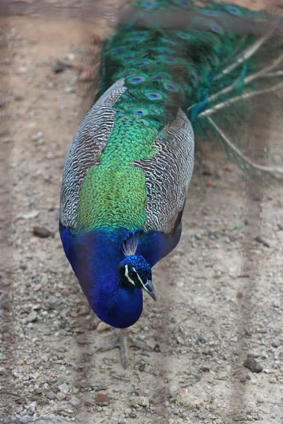 Ein Pfau Pfauenauge Posiert Vor Der Kamera Schöner Exotischer Vogel — Stockfoto