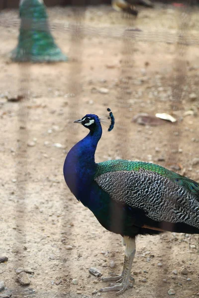 Kameře Pózuje Páva Peafsova Nádherný Exotický Pták Vybrané Zaměření — Stock fotografie