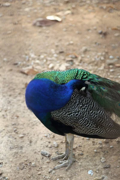 Peacock Peafowl Posing Camera Beautiful Exotic Bird Selected Focus — Stock Photo, Image