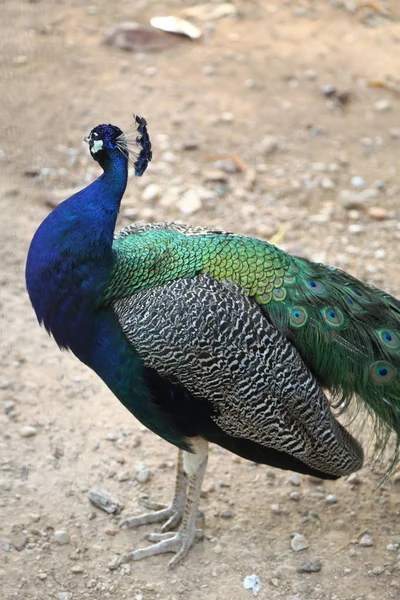Kameře Pózuje Páva Peafsova Nádherný Exotický Pták Vybrané Zaměření — Stock fotografie