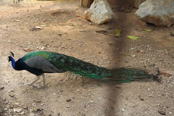 Pavone Pavone Posa Sulla Macchina Fotografica Bellissimo Uccello Esotico Focus — Foto Stock