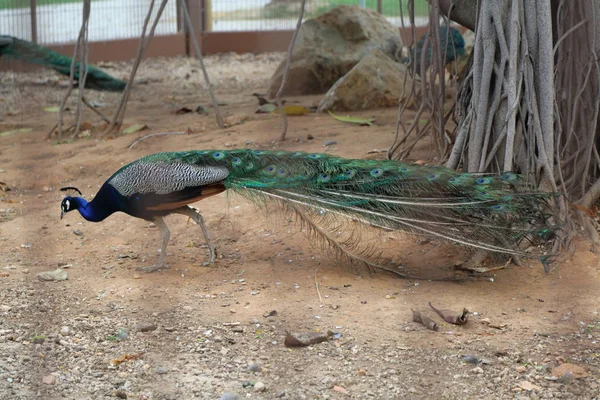 Paon Paon Pose Devant Caméra Bel Oiseau Exotique Objet Sélectionné — Photo