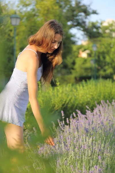 Modello Campo Lavanda — Foto Stock