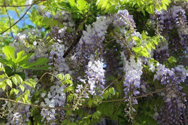Taze ve parlak Wisteria güzelliği bahçede.