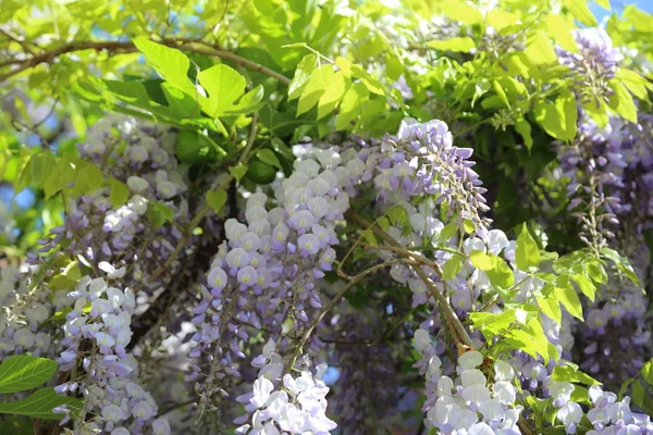 新鲜明亮的紫藤之美在花园里 — 图库照片