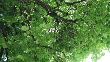 Linden ağacı yaprakları rüzgarda sallanıyor.