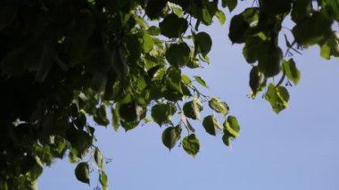 Linden ağacı yaprakları rüzgarda sallanıyor.