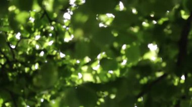 Linden ağacı yaprakları rüzgarda sallanıyor.