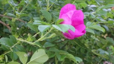 Yaban gülü filizleniyor