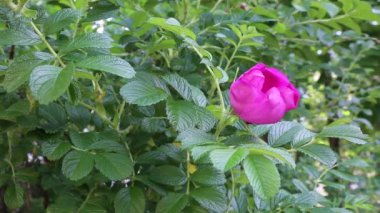 Yaban gülü filizleniyor