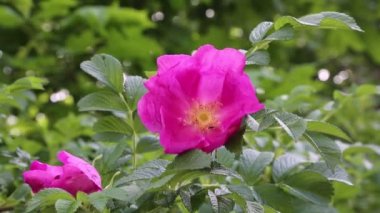 Yaban gülü filizleniyor