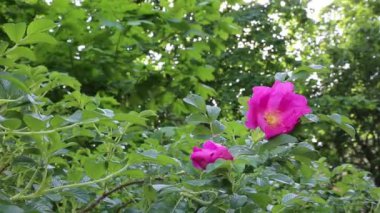 Yaban gülü filizleniyor