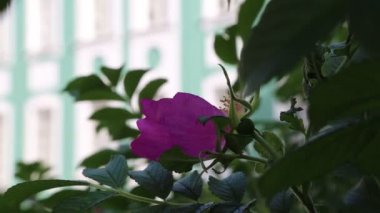 Yaban gülü filizleniyor