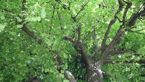 Φύλλα Του Δέντρου Λίντεν Λικνίζονται Στον Άνεμο — Αρχείο Βίντεο