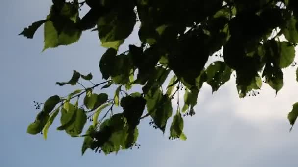 Linden Tree Leaves Swaying Wind — Stock Video