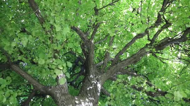 Lindenblätter Wiegen Sich Wind — Stockvideo