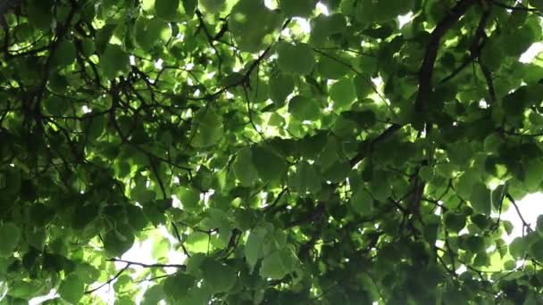 Linden Tree Leaves Swaying Wind — Stock Video