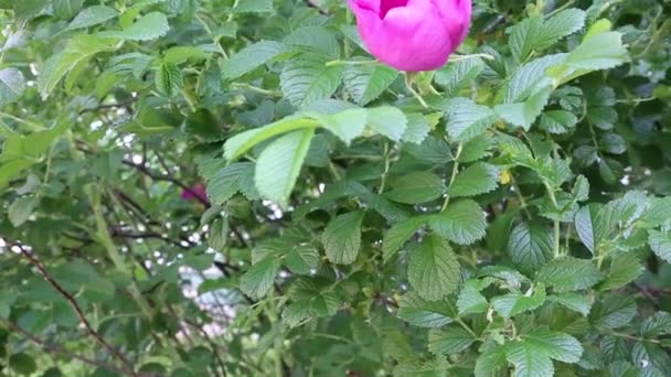 Cespuglio Rose Selvatiche Sta Fiorendo — Video Stock