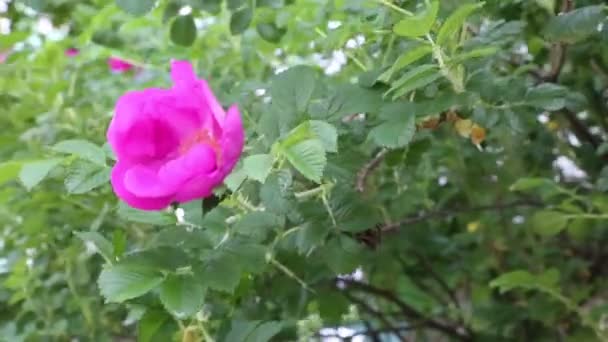 Selvagem Rosa Arbusto Está Florescendo — Vídeo de Stock