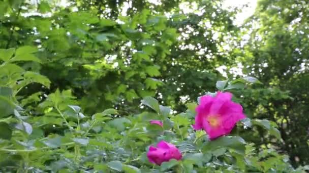 Дикий Кущ Троянд Цвіте — стокове відео