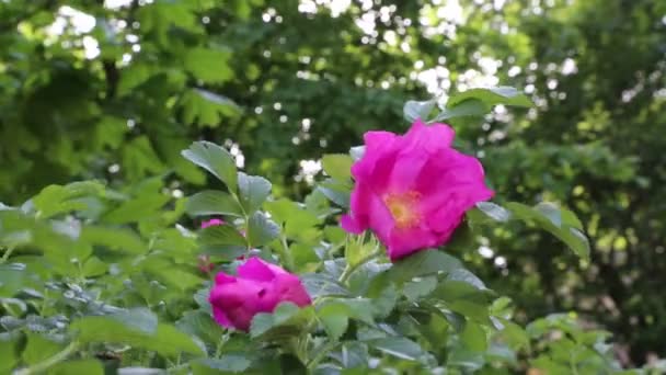 Křoví Divoké Růže Kvete — Stock video