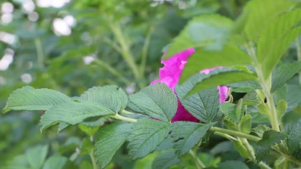 Rosal Salvaje Está Floreciendo — Vídeos de Stock