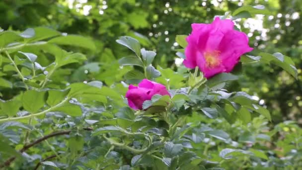 Cespuglio Rose Selvatiche Sta Fiorendo — Video Stock