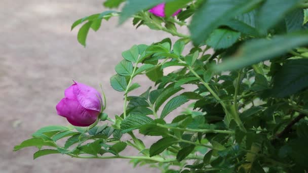 Selvagem Rosa Arbusto Está Florescendo — Vídeo de Stock