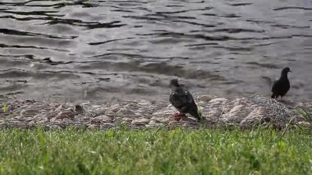 강변에 호기심많은 비둘기들 — 비디오