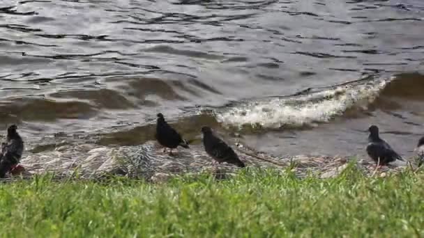 Palomas Curiosas Junto Río — Vídeo de stock