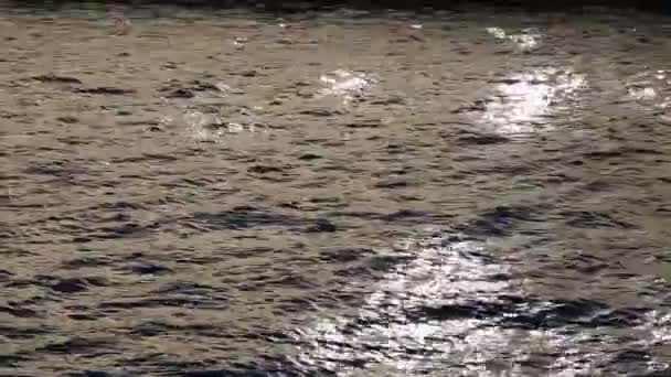 太陽の光は明るい夏の日に川に反射されます 選択されたフォーカス — ストック動画