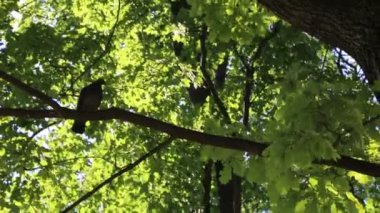 Linden ağacı yaprakları rüzgarda sallanıyor.