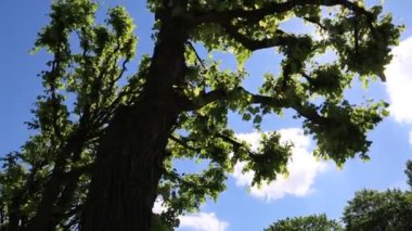 Linden ağacı yaprakları rüzgarda sallanıyor.