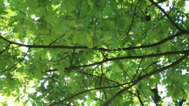 Linden ağacı yaprakları rüzgarda sallanıyor.