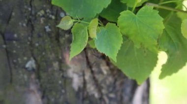 Linden ağacı yaprakları rüzgarda sallanıyor.