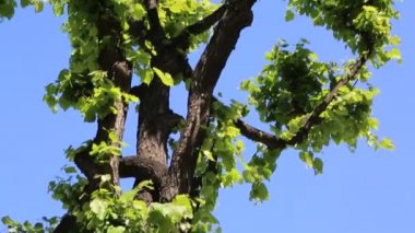 Linden ağacı yaprakları rüzgarda sallanıyor.