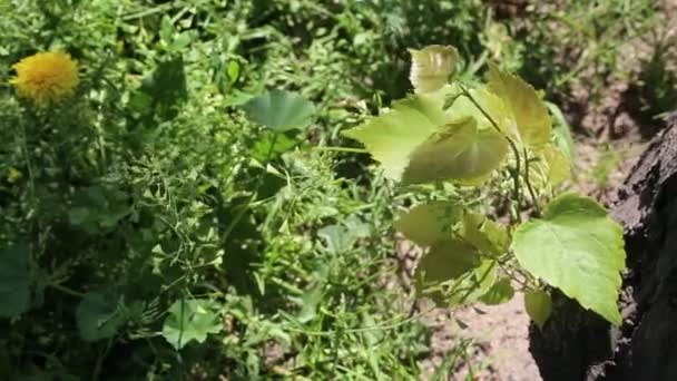 Linden Tree Leaves Swaying Wind — Stock Video