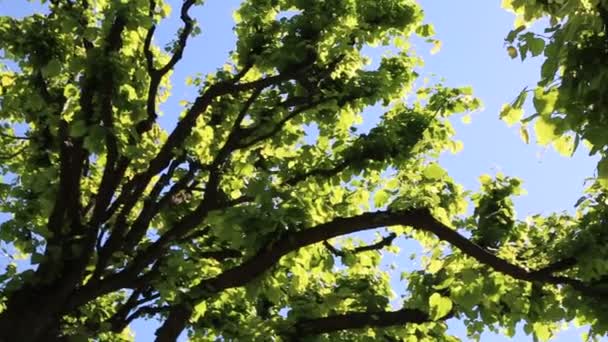 Lindenblätter Wiegen Sich Wind — Stockvideo