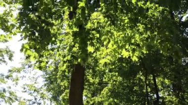 Linden ağacı yaprakları rüzgarda sallanıyor.