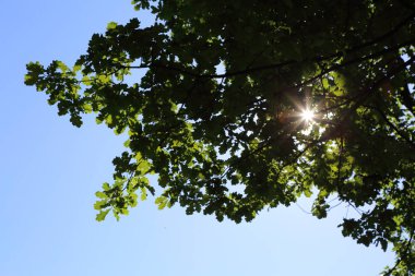 Mavi gökyüzüne karşı taze yeşil meşe ağacı yaprakları