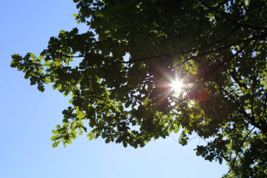 Mavi gökyüzüne karşı taze yeşil meşe ağacı yaprakları