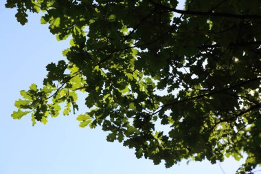 Mavi gökyüzüne karşı taze yeşil meşe ağacı yaprakları
